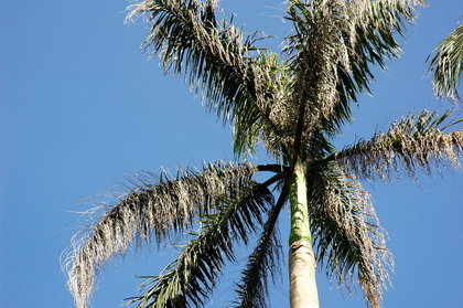 		Coconut trees